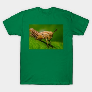 Young Grasshopper Photograph T-Shirt